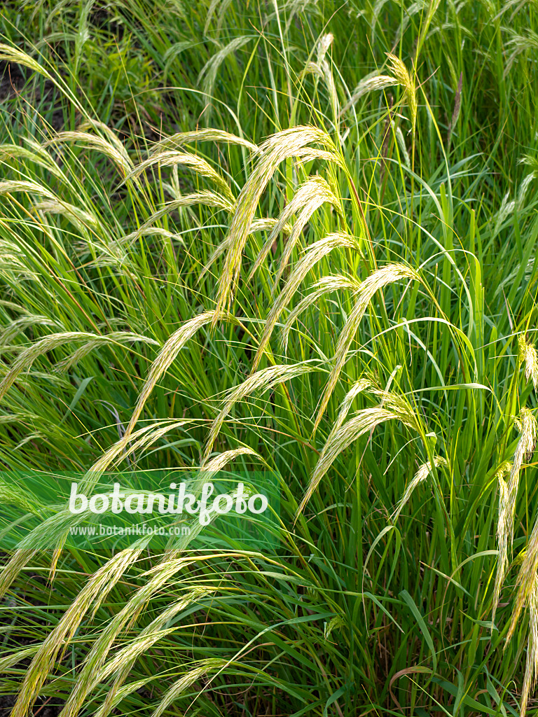 461083 - Feather grass (Stipa calamagrostis syn. Achnatherum calamagrostis)