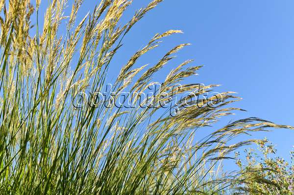 497366 - Feather grass (Stipa calamagrostis syn. Achnatherum calamagrostis)