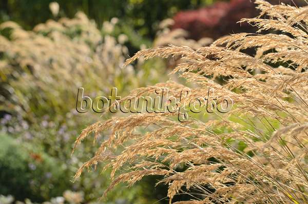 501074 - Feather grass (Stipa calamagrostis syn. Achnatherum calamagrostis)
