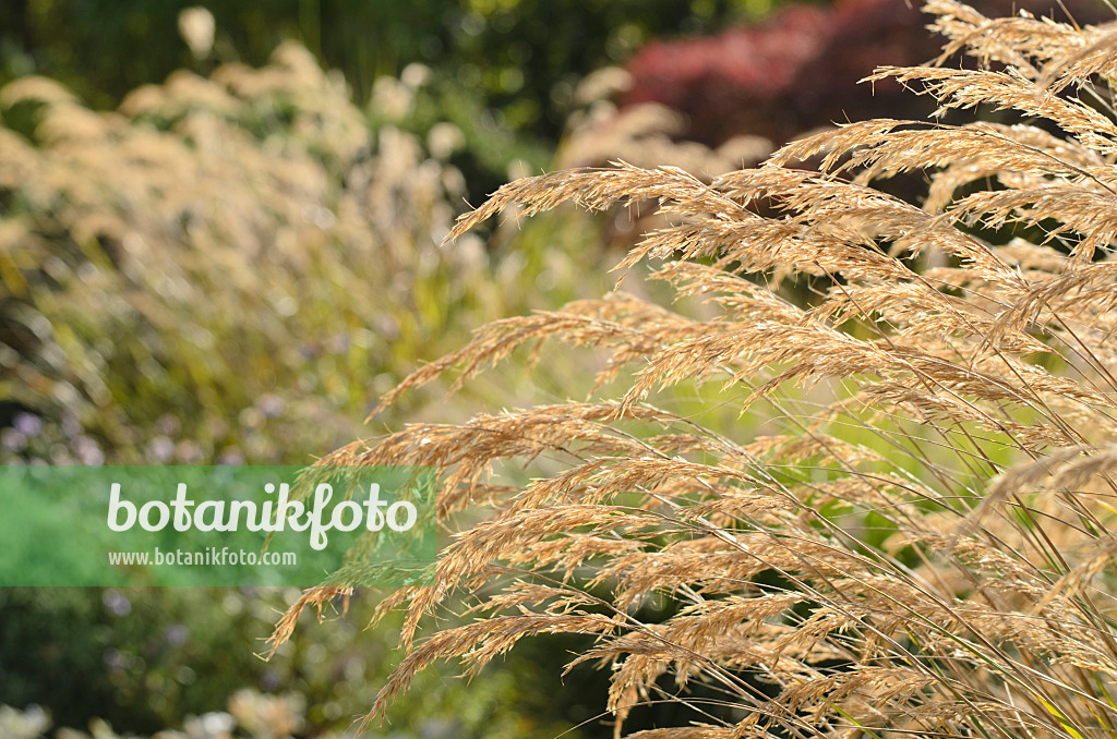 501074 - Feather grass (Stipa calamagrostis syn. Achnatherum calamagrostis)