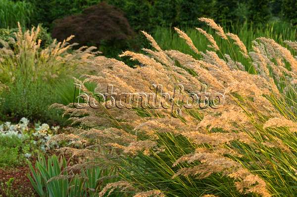 511012 - Feather grass (Stipa calamagrostis syn. Achnatherum calamagrostis)