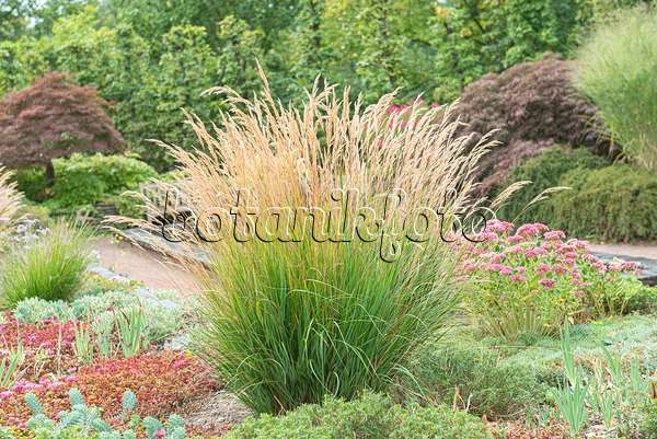 651543 - Feather grass (Stipa calamagrostis syn. Achnatherum calamagrostis)