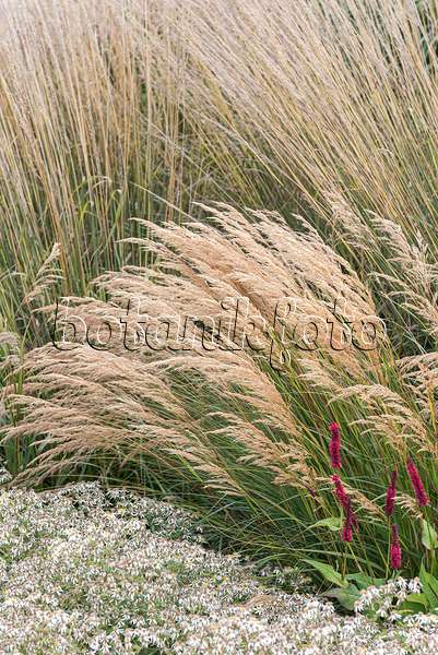 651025 - Feather grass (Stipa calamagrostis 'Algäu' syn. Achnatherum calamagrostis 'Algäu')