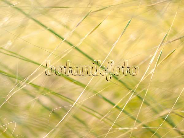 416064 - Feather grass (Stipa capillata)