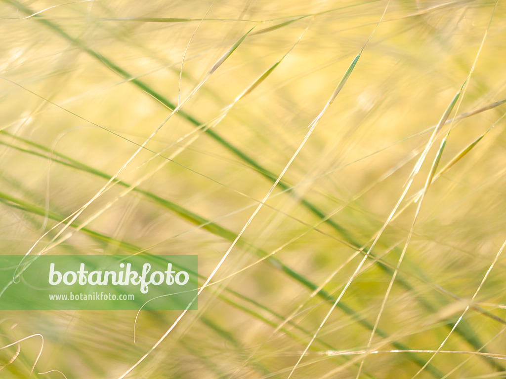 416064 - Feather grass (Stipa capillata)