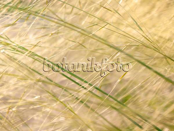 416065 - Feather grass (Stipa capillata)