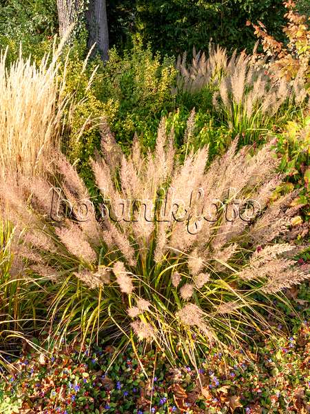 464102 - Feather reed grass (Calamagrostis arundinacea var. brachytricha syn. Achnatherum brachytricha)