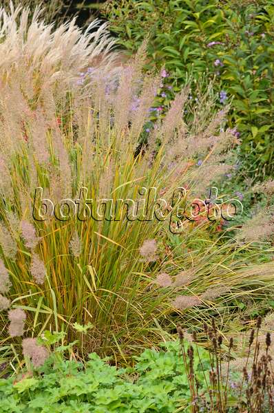 549051 - Feather reed grass (Calamagrostis arundinacea var. brachytricha syn. Achnatherum brachytricha)