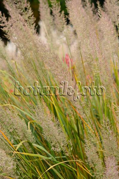 549052 - Feather reed grass (Calamagrostis arundinacea var. brachytricha syn. Achnatherum brachytricha)