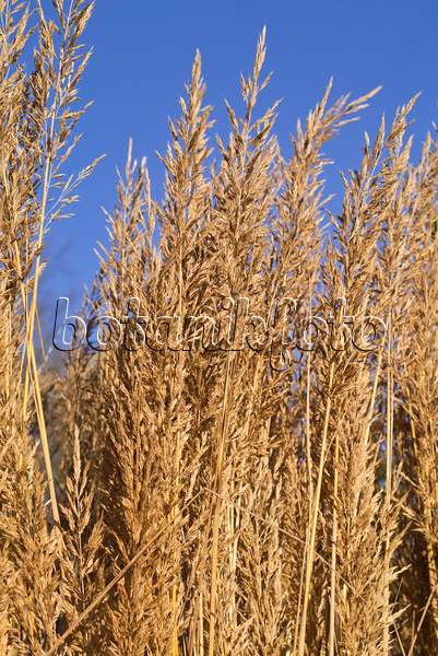 551016 - Feather reed grass (Calamagrostis arundinacea var. brachytricha syn. Achnatherum brachytricha)