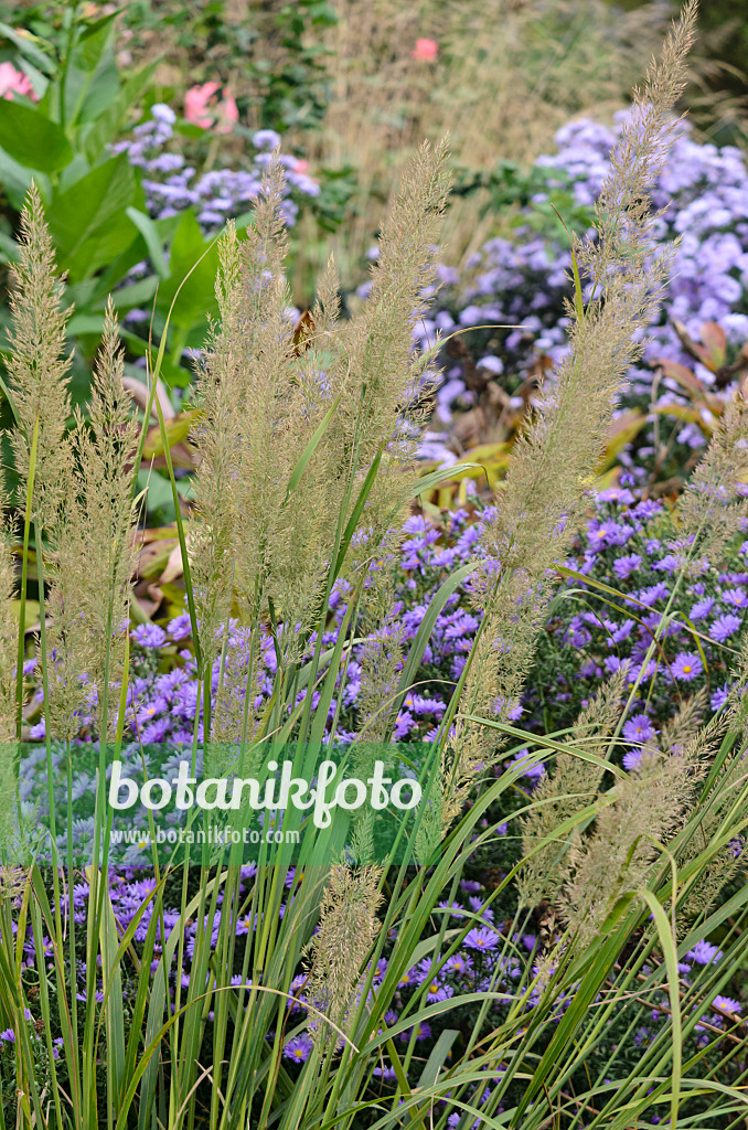 560024 - Feather reed grass (Calamagrostis arundinacea var. brachytricha syn. Achnatherum brachytricha) and asters (Aster)