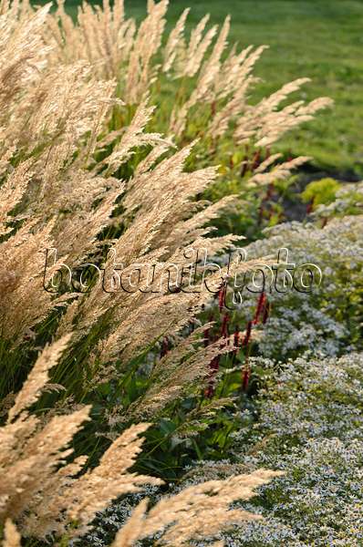 571088 - Feather reed grass (Calamagrostis arundinacea var. brachytricha syn. Achnatherum brachytricha)