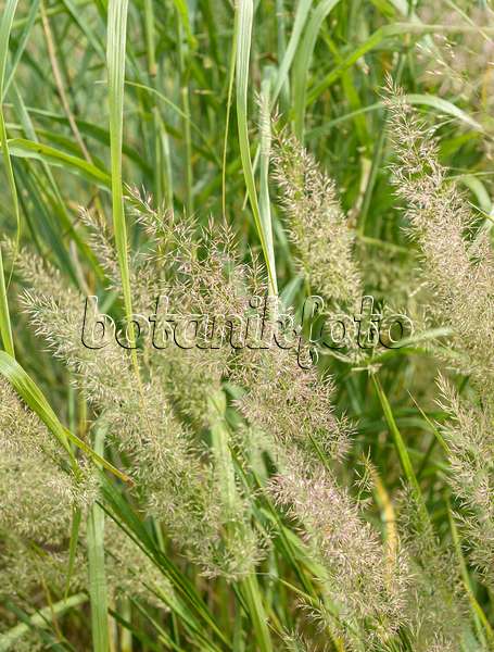 575034 - Feather reed grass (Calamagrostis arundinacea var. brachytricha syn. Achnatherum brachytricha)
