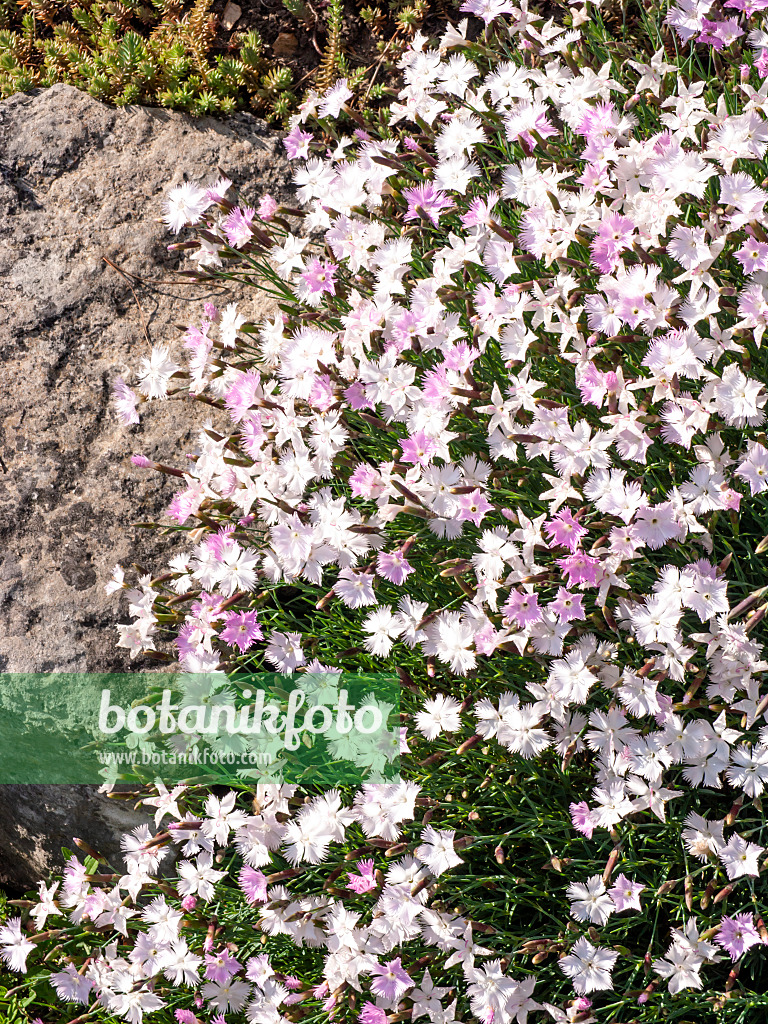 460154 - Feathered pink (Dianthus plumarius)