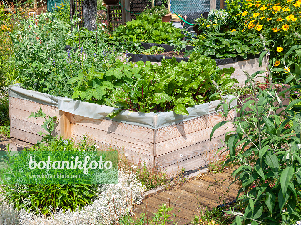 523261 - Fennel (Foeniculum vulgare) in raised beds with a board construction