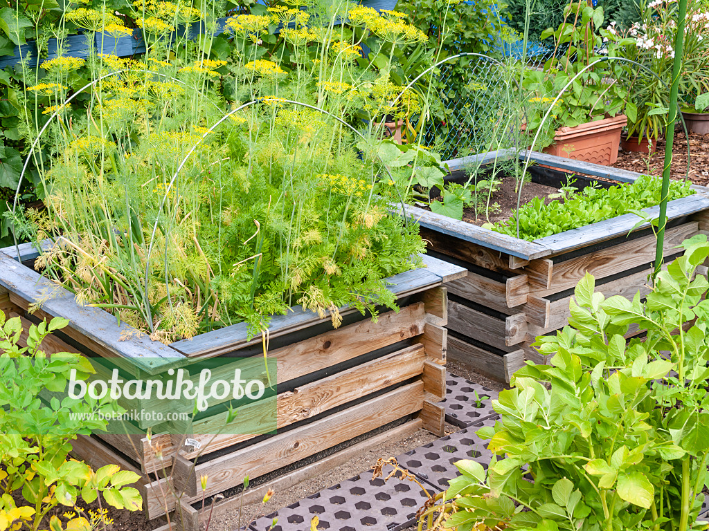 523260 - Fenouil commun (Foeniculum vulgare) dans des potagers surélevés