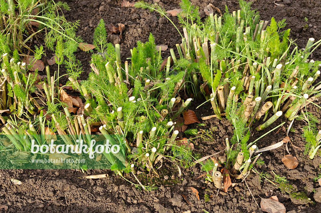 467030 - Fenouil des jardins (Foeniculum vulgare var. azoricum)