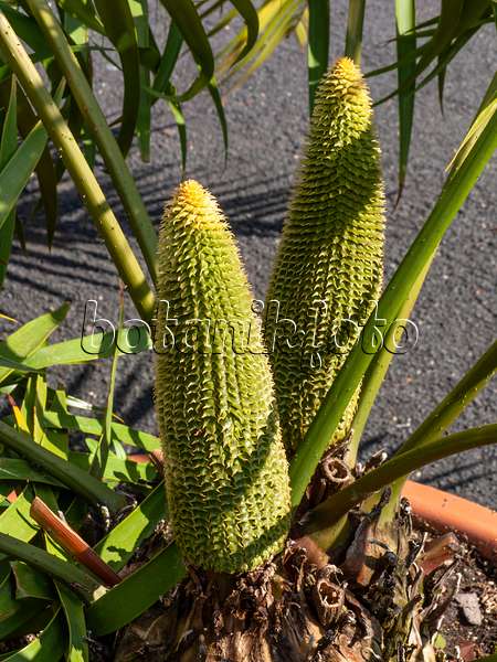 438207 - Fern palm (Ceratozamia mexicana) with two large green cones