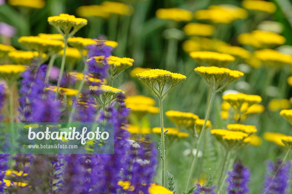 485123 - Fernleaf yarrow (Achillea filipendulina 'Coronation Gold') and woodland sage (Salvia nemorosa)