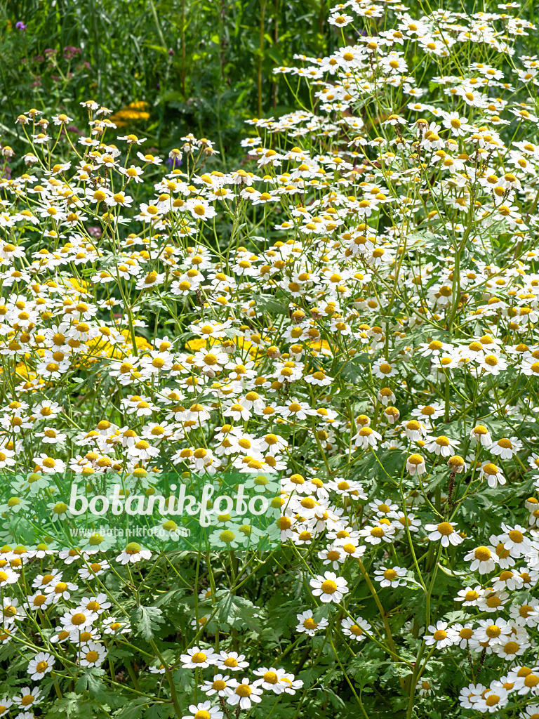 439209 - Feverfew (Tanacetum parthenium)