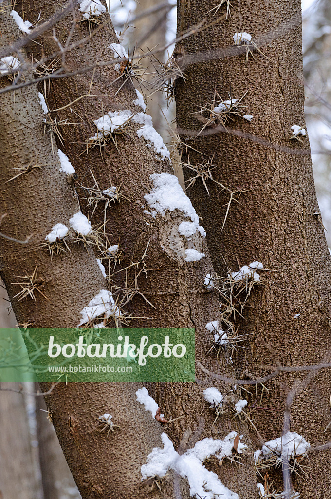 479028 - Févier du Japon (Gleditsia japonica)