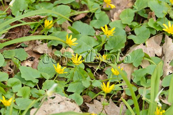 507118 - Ficaire fausse-renoncule (Ficaria verna syn. Ranunculus ficaria) et ail (Allium paradoxum)