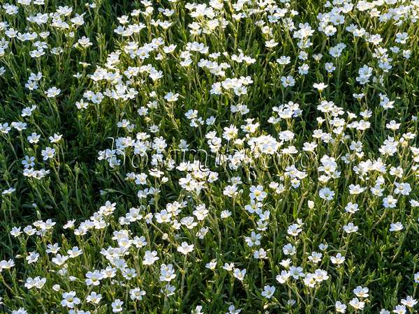 448059 - Field chickweed (Cerastium arvense)