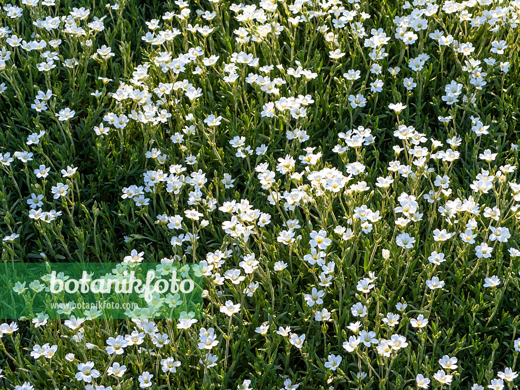 448059 - Field chickweed (Cerastium arvense)