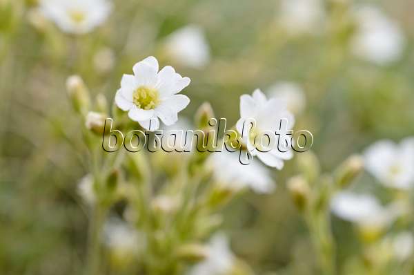 508390 - Field chickweed (Cerastium arvense)