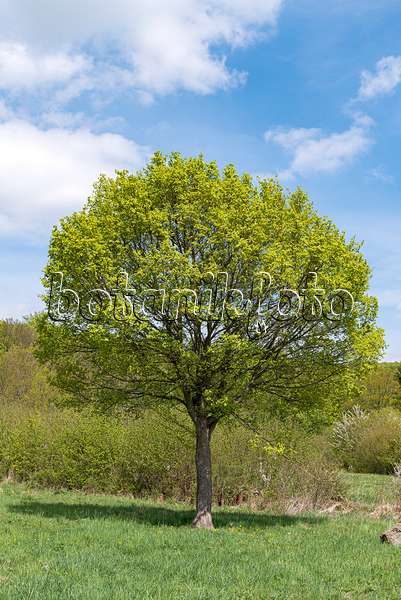 651009 - Field maple (Acer campestre)