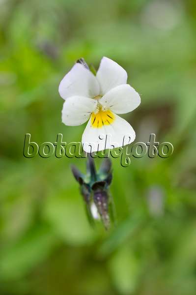 484121 - Field pansy (Viola arvensis)