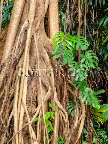 434274 - Fig (Ficus kerkhovenii) and Swiss cheese plant (Monstera deliciosa)