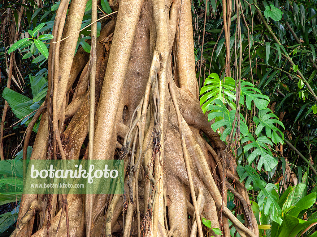 434275 - Fig (Ficus kerkhovenii) and Swiss cheese plant (Monstera deliciosa)