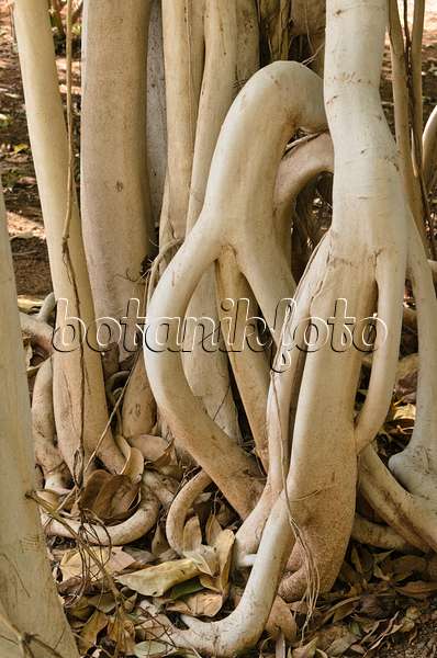 564034 - Fig (Ficus magnoliifolia)