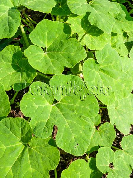 427031 - Fig-leaved squash (Cucurbita ficifolia)