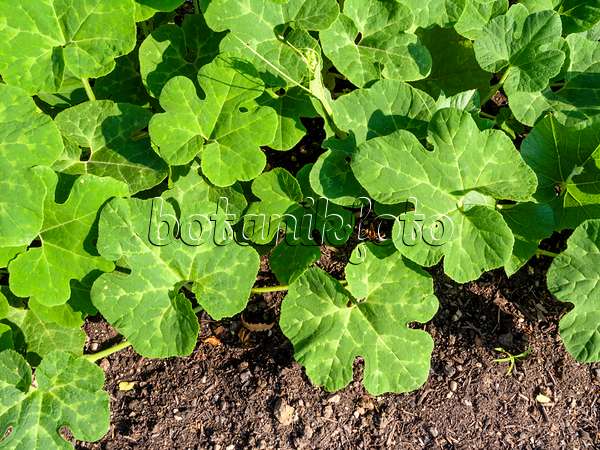 427032 - Fig-leaved squash (Cucurbita ficifolia)