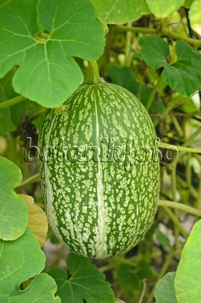 547393 - Fig-leaved squash (Cucurbita ficifolia)