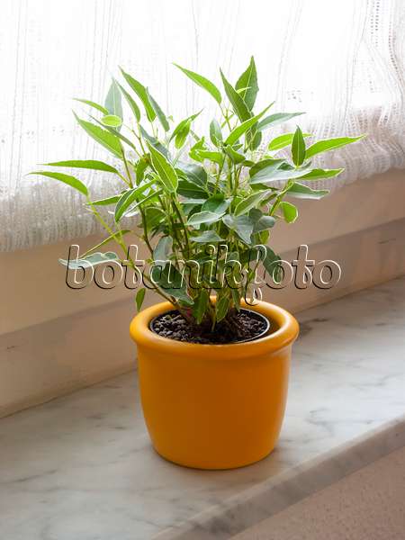 400021 - Figuier pleureur (Ficus benjamina)