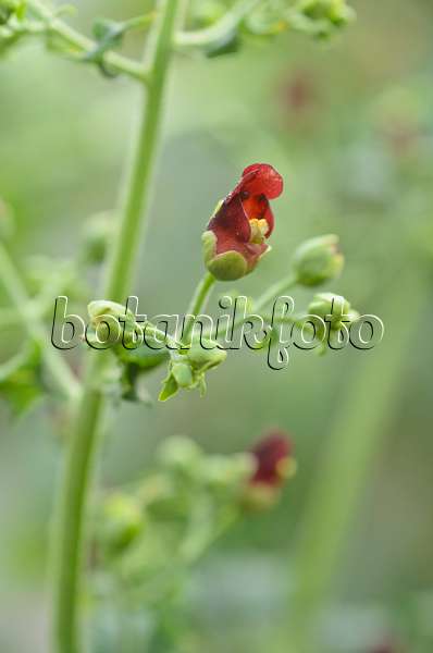 496083 - Figwort (Scrophularia smithii)