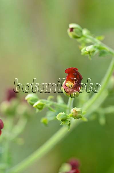 496084 - Figwort (Scrophularia smithii)