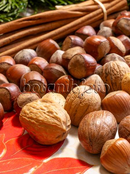 444058 - Filbert (Corylus maxima) and English walnut (Juglans regia)