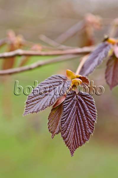 471095 - Filbert (Corylus maxima 'Purpurea')