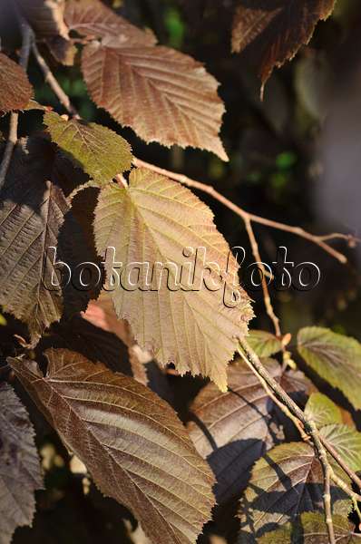 496047 - Filbert (Corylus maxima 'Purpurea')