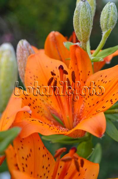 496346 - Fire lily (Lilium bulbiferum)