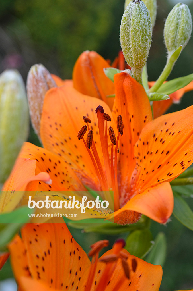 496346 - Fire lily (Lilium bulbiferum)