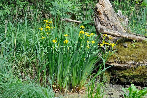 545004 - Flag iris (Iris pseudacorus)