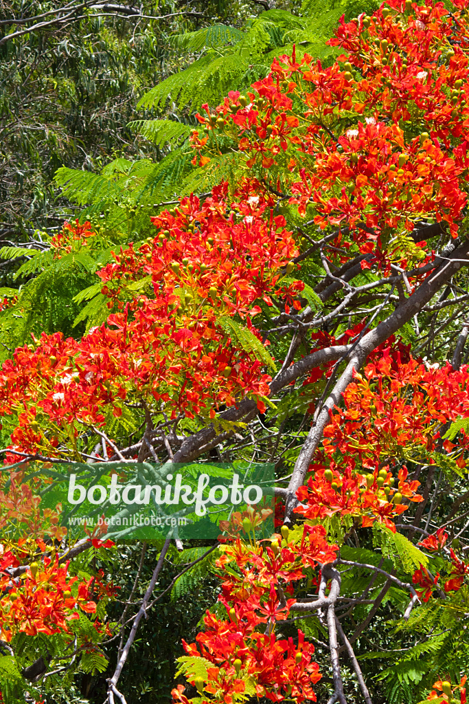 455083 - Flamboyant (Delonix regia)