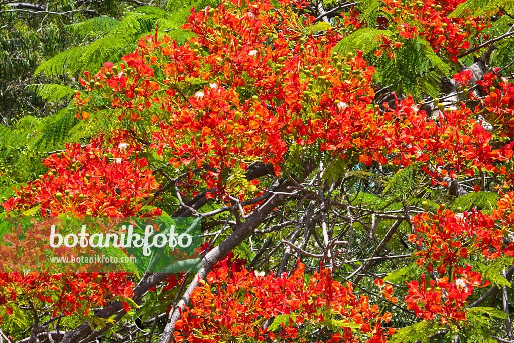 455084 - Flamboyant (Delonix regia)