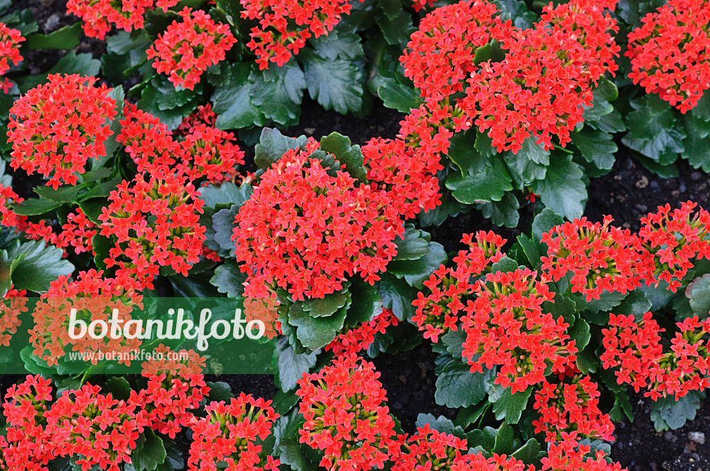 470121 - Flaming Katy (Kalanchoe blossfeldiana)