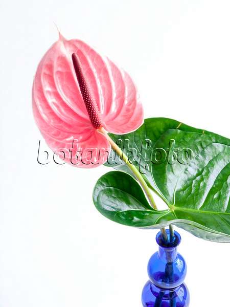 433130 - Flamingo flower (Anthurium)